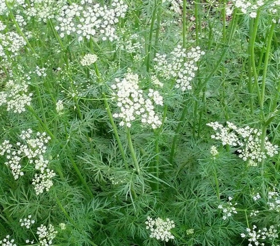 CUMIN SEEDS 300+ COMMON cumin HERB garden ASIAN culinary SPICE FREE SHIPPING