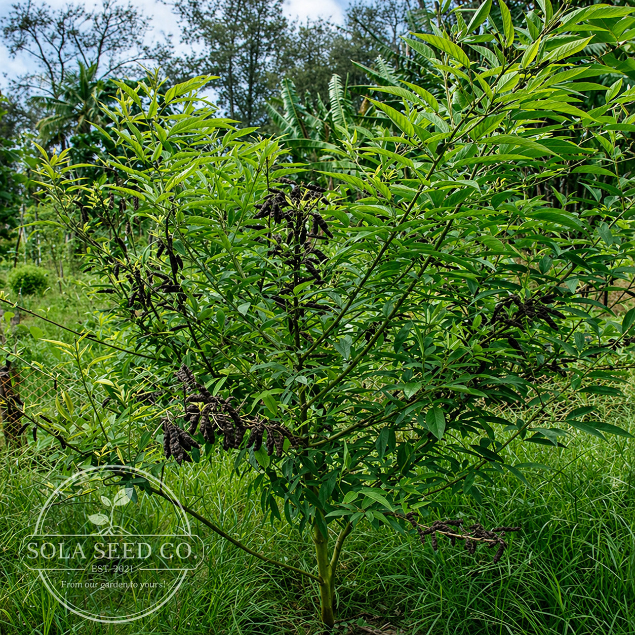 20 Florida Grown Pigeon Pea Seeds-Cajanus cajan- Edible Ornamental, Permaculture