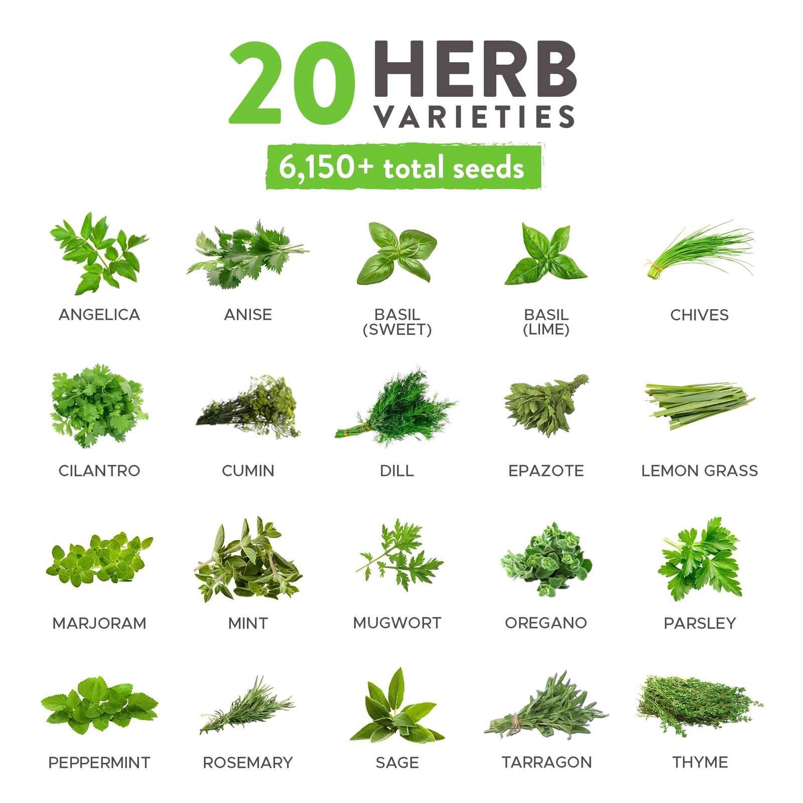 20 Culinary Herb Seed Vault – Heirloom and Non GMO – Seeds for Planting for I…
