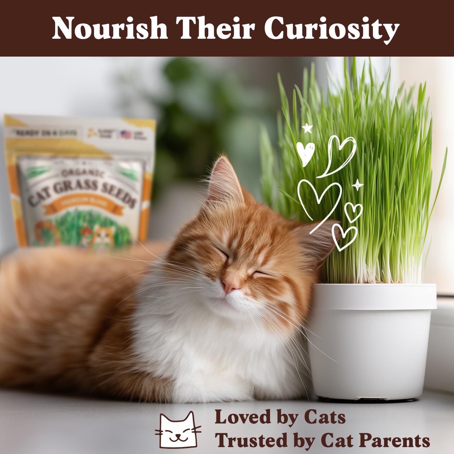 Organic Cat Grass Seeds for Planting, Non-GMO Wheat, Oat, Rye, and Barley Pet…