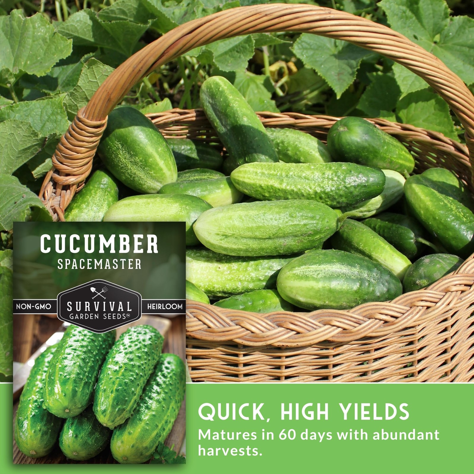 Cucumber Seeds Compact Heirloom Non-GMO Dwarf Bush 2-3ft – Perfect for Small