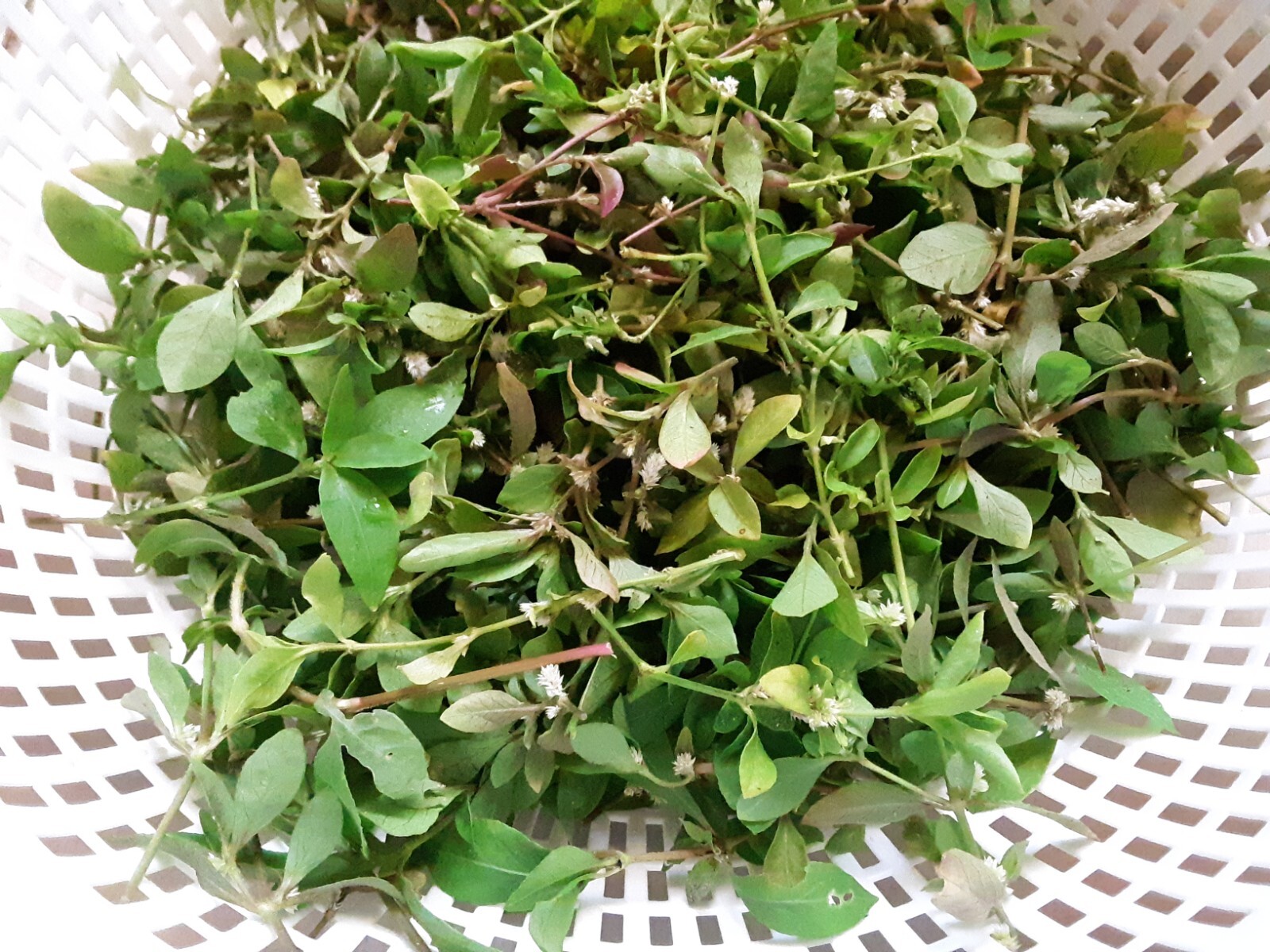 200+Sessile Joyweed/Ponnanganni/Mukunuwenna/Dwarf Copperleaf/Alternanthera Seeds
