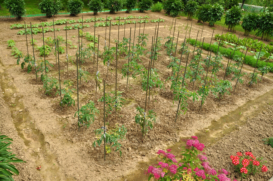#7 Heirloom Vegetable Seeds 6 Variety Garden Set Emergency Survival NON-GMO 150+