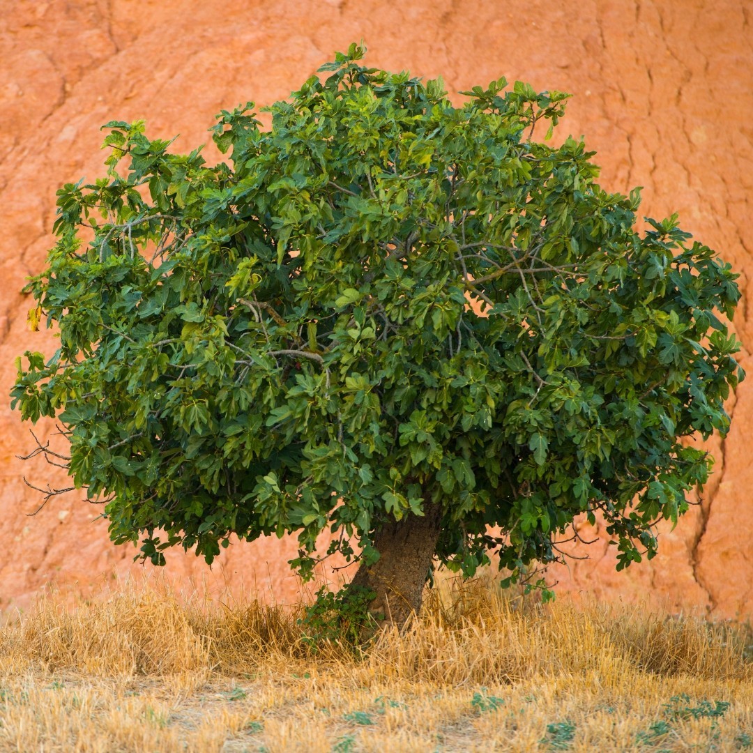 200+ Brown Turkey Fig Tree Seeds Ficus Carica Sweet Fruit Hardy Grow USA