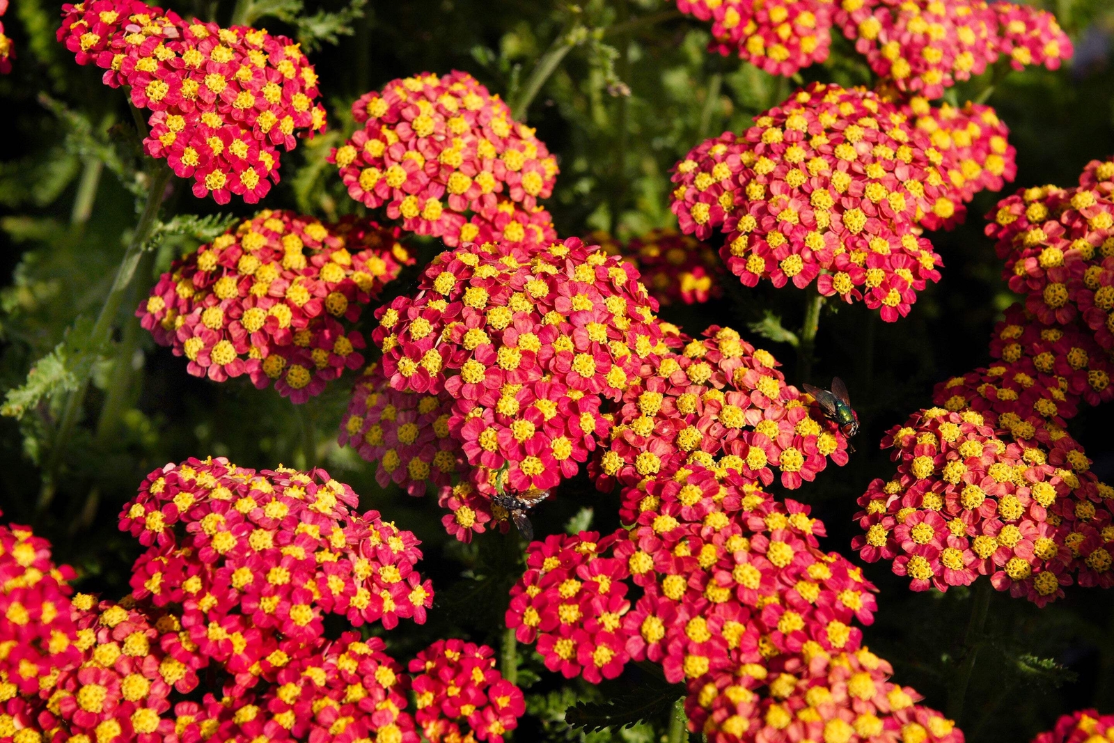 600 RED YARROW Achillea Millefolium Rubra Flower Seeds