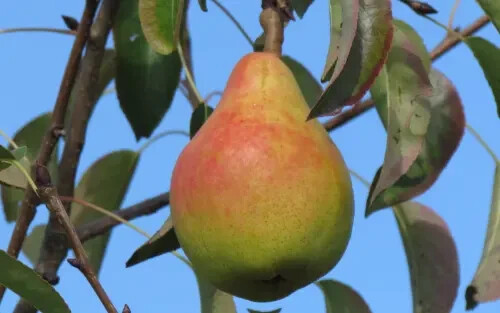 25+ Ananas de Courtrai Pear Seeds for Garden Planting – USA – FREE SHIPPING!