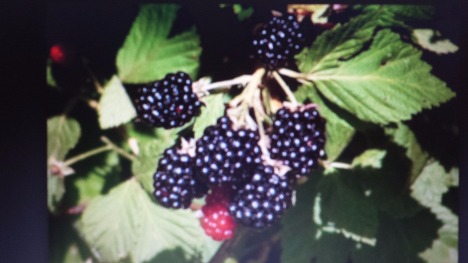  Blackberry vines. Delicious edible fruit for Jam, Syrup, or By handful. Spreads