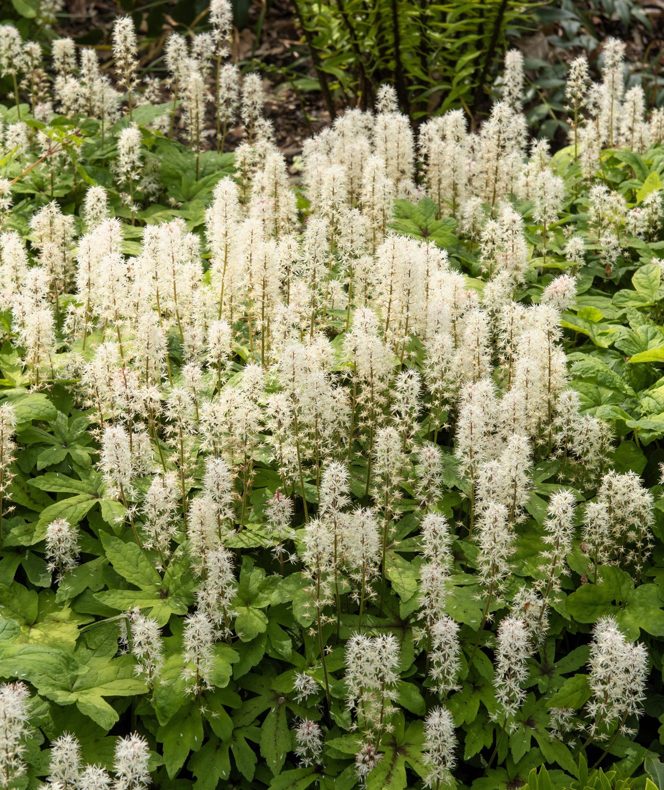 20 SUGAR SCOOP FOAMFLOWER White Tiarella Trifoliata Laceflower Flower Seeds