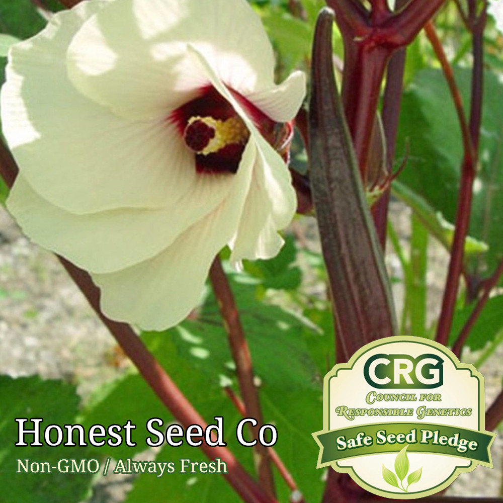 100+ Red Okra Seeds | Non-GMO | Heirloom | Fresh Garden Seeds from USA
