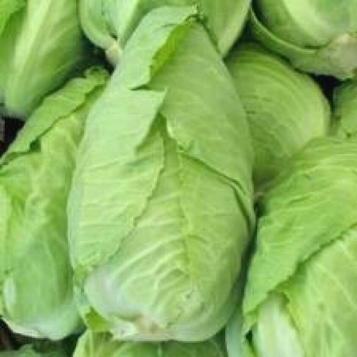 601+JERSEY WAKEFIELD Cabbage Seeds Heirloom Spring Fall Garden Container Easy