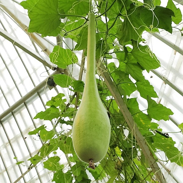 30 DIPPER GOURD Siphon Gourd Green Lagenaria Siceraria Vegetable Seeds *Comb S/H