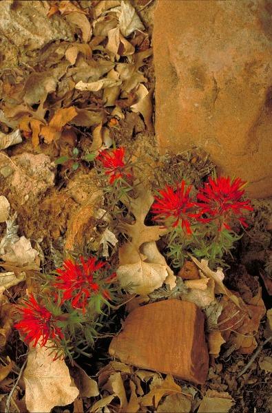 Castilleja scabrida | Rough Indian Paintbrush | 10 Seeds