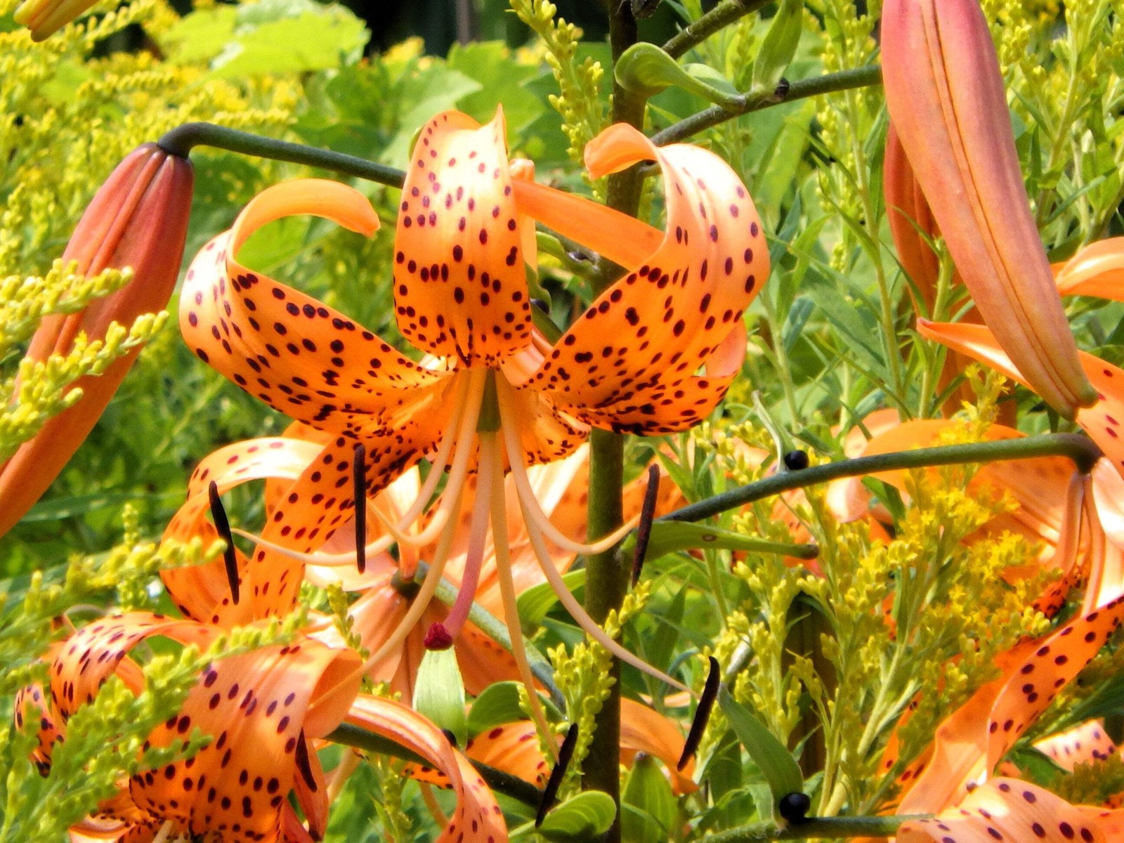 20 Orange TURKS CAP Tiger LILY Lilium Superbum Flower Seeds *Flat S/H