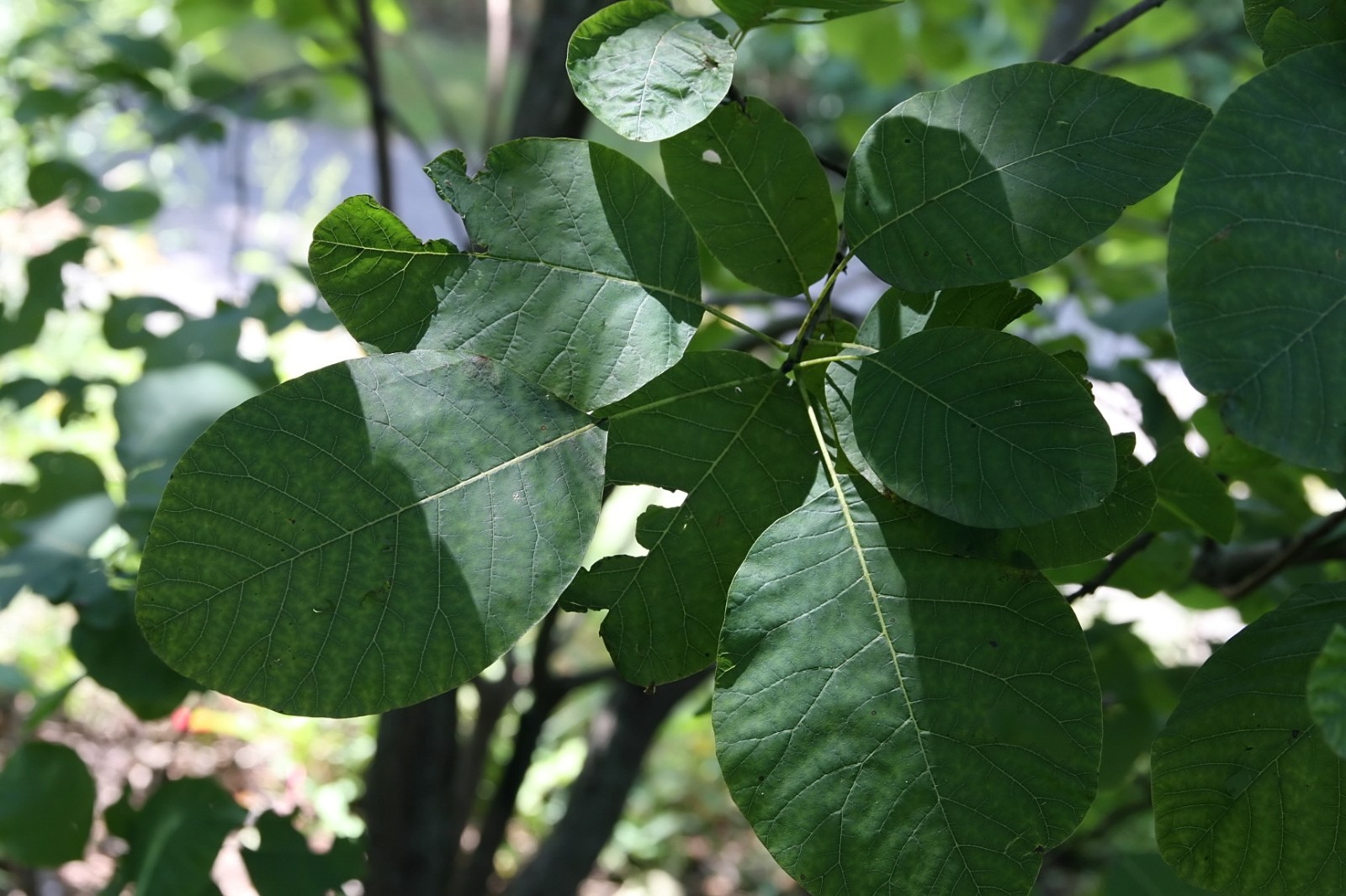 American Smoketree (Cotinus obovatus) SEEDS — 3.5 Grams = 350+ Rare Seeds