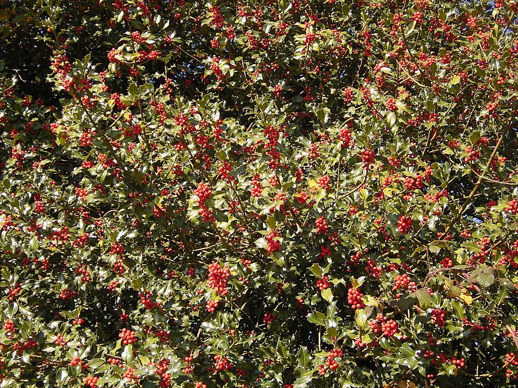 English Holly, Ilex aquifolium, Tree Seeds