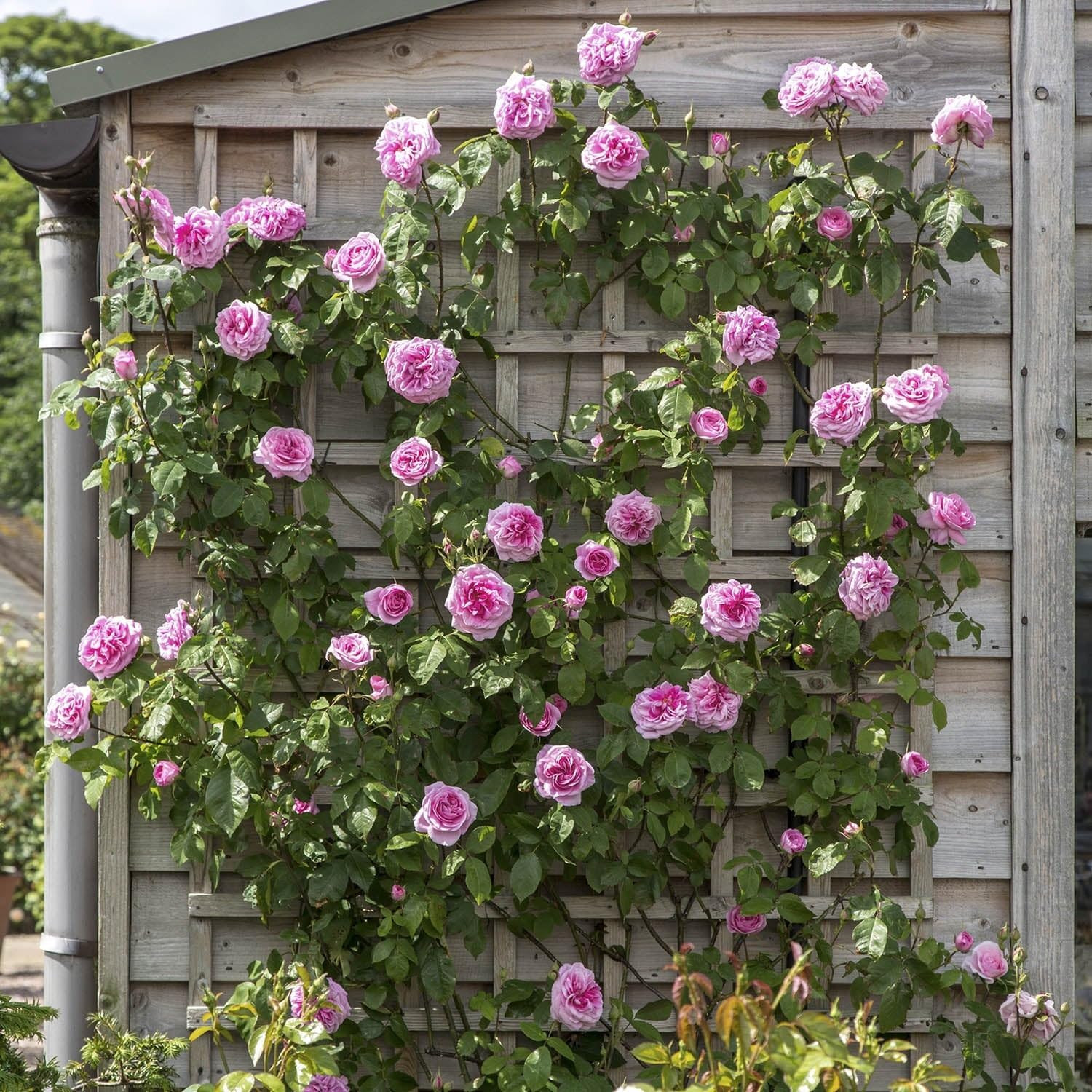 300+ Mixed Climbing Rose Seeds Heirloom Outdoor Garden Vine for Home Landscape.,