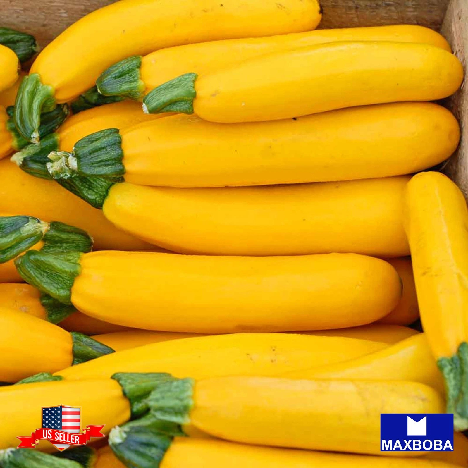 50+ GOLDEN ZUCCHINI SEEDS — SUMMER — HEIRLOOM — ORGANIC — NON GMO —- FRESH