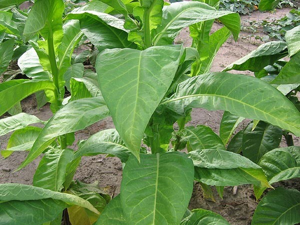 1000 Dominican Republic Olor Seeds ~ Fine Cigar Wrapper Nicotiana Tabacum
