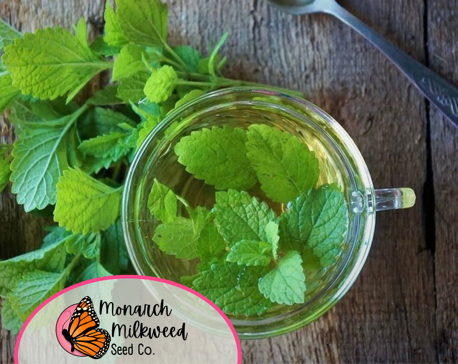 1800+ Lemon Balm Seeds | Non-GMO Herb Garden Seed Packet, Melissa officinalis