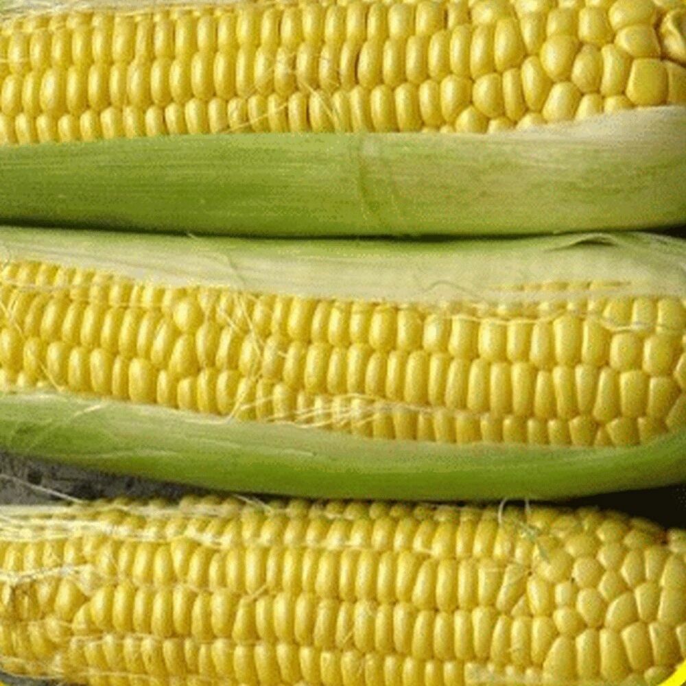 Sweet Corn Seed: Late Illini Extra Sweet Sweet Corn Seeds Fresh Seed. FREE SHI