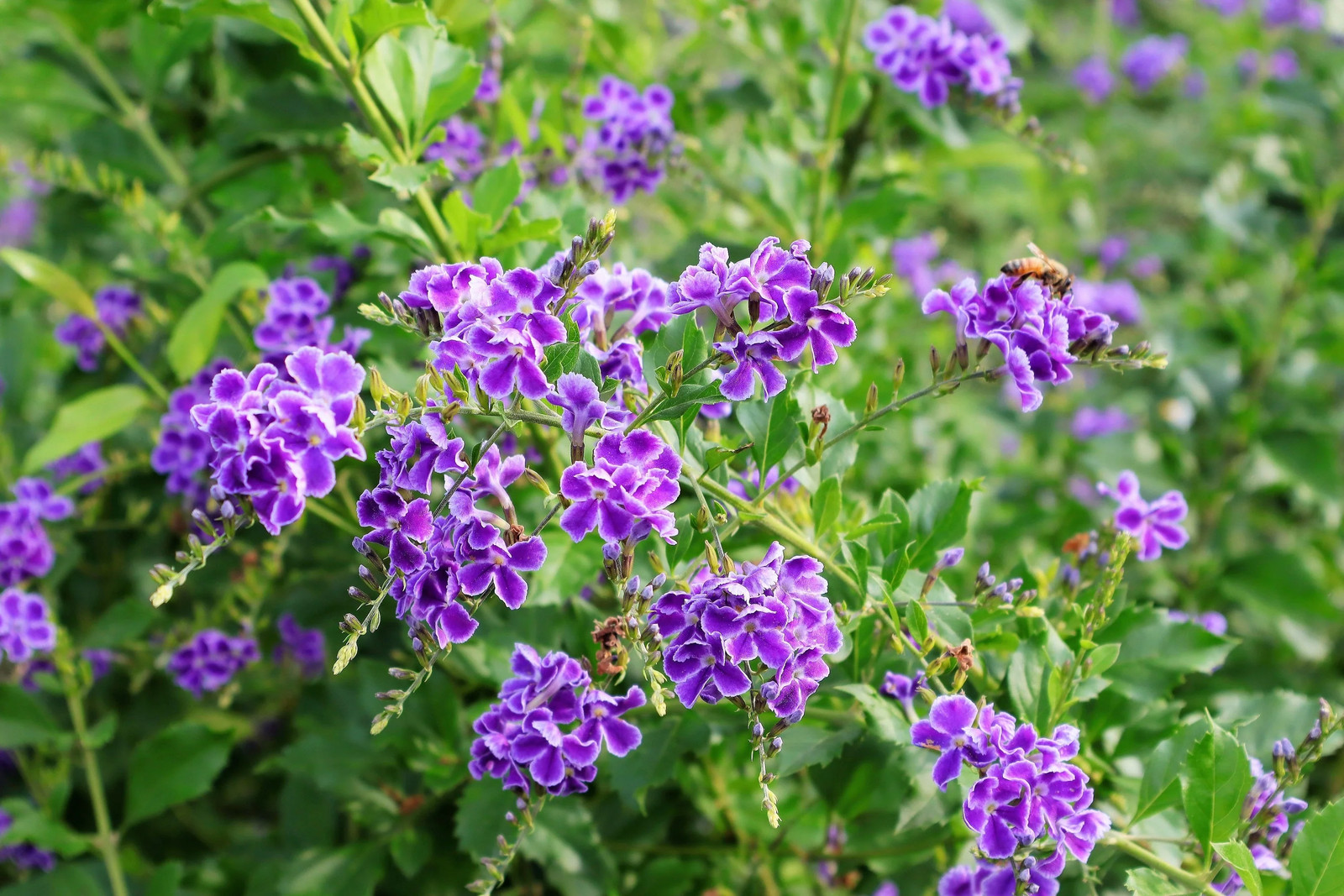 10 GOLDEN DEWDROP Duranta Erecta Repens Golden Foliage Blue Violet Purple White