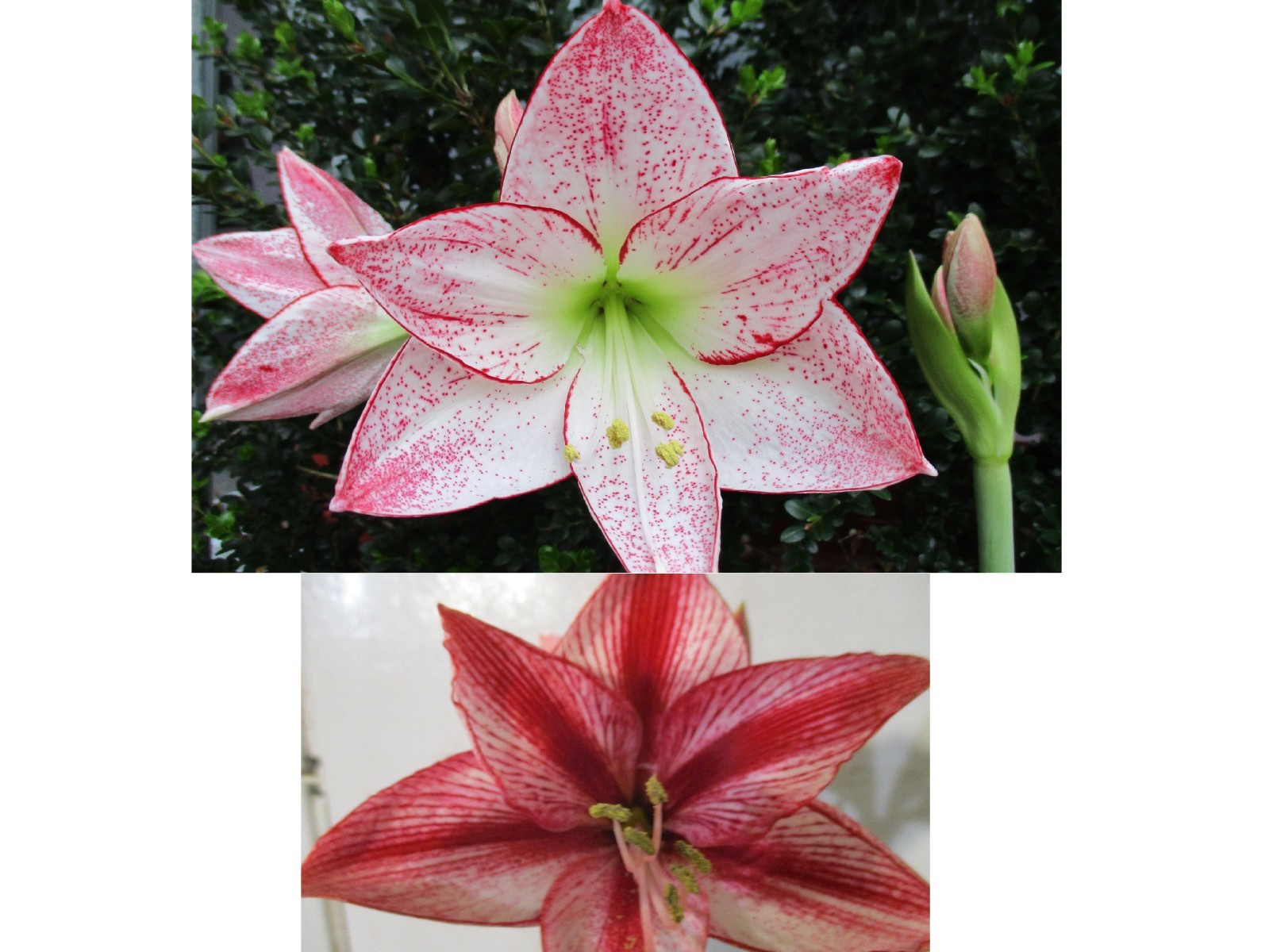 15 Amaryllis seed, Revelation X 1,000 Stars, refrig., Hippeastrum Free Shipping