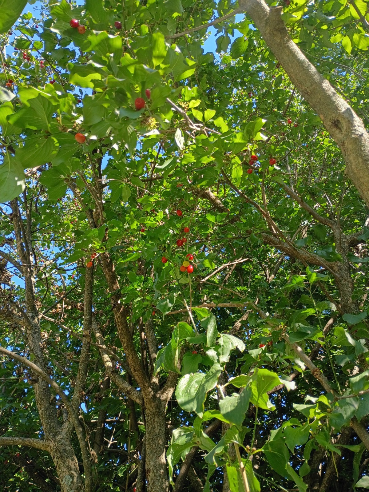 Cornelian Cherry Tree Seeds for Planting (10 Seeds) – Cornus mas