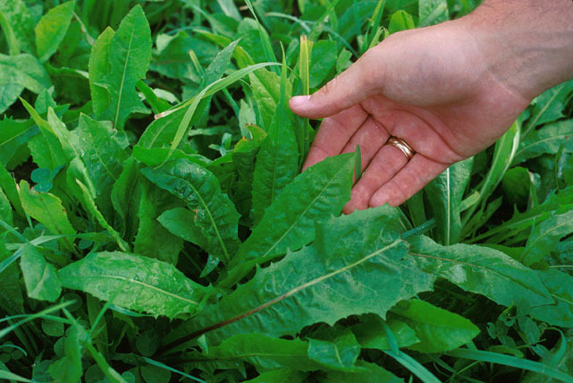 800 EMERALD CATALOGNA ENDIVE Italian Chicory Cichorium Endivia Seeds *Flat S/H