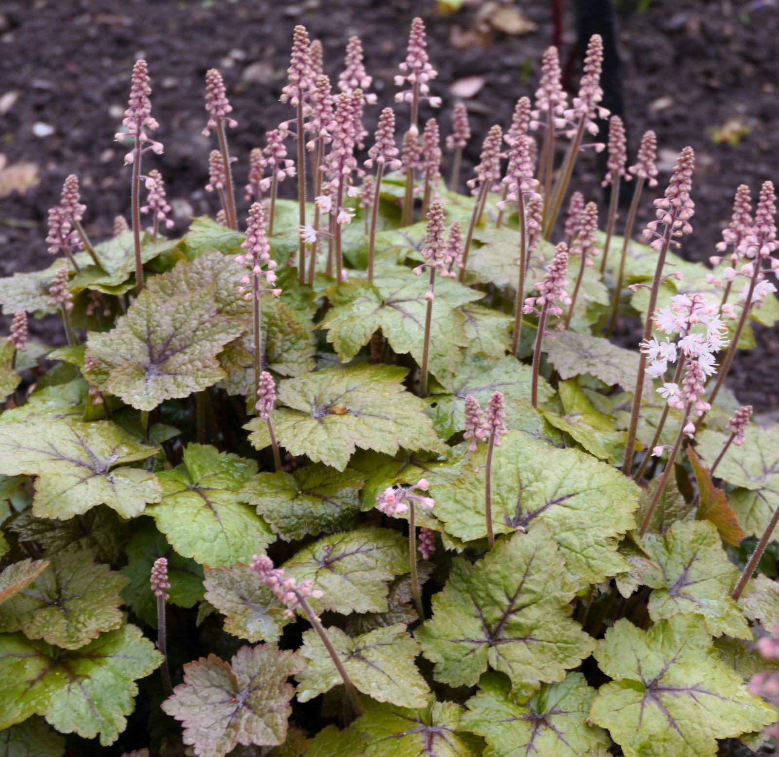 20 HEARTLEAF FOAMFLOWER White & Pink Tiarella Wherryi Coolwort Flower Seeds