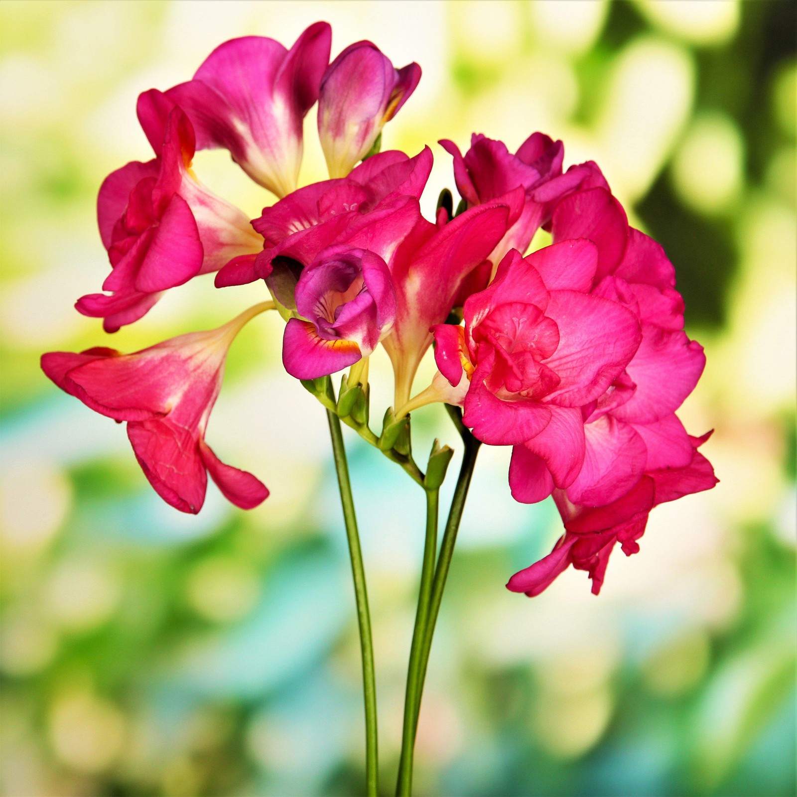 Freesia Double Pink 15 Plant Bulbs, Spring Flowers Bloom in Sun
