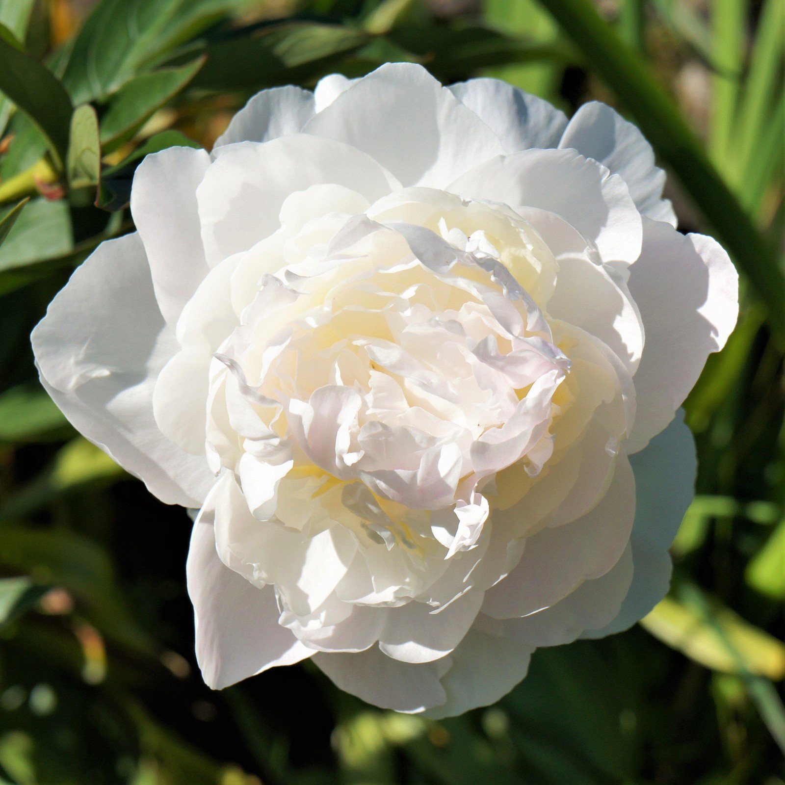 Peony Alba Plena 1 Root Division, Fragrant White Spring Flowers Bloom in Sun