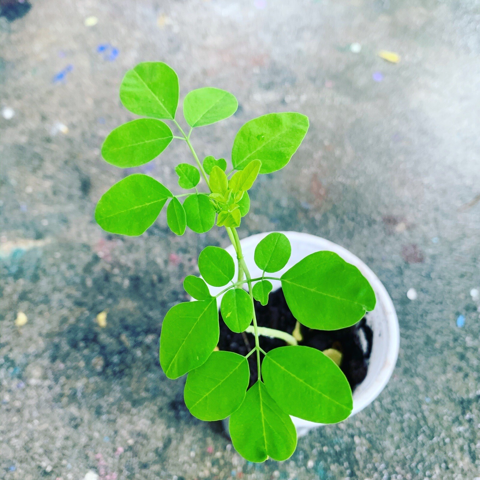 Ripkitty Moringa Oleifera (Tree of Life) Wingless Seeds Planting Nuts FREE S/H!