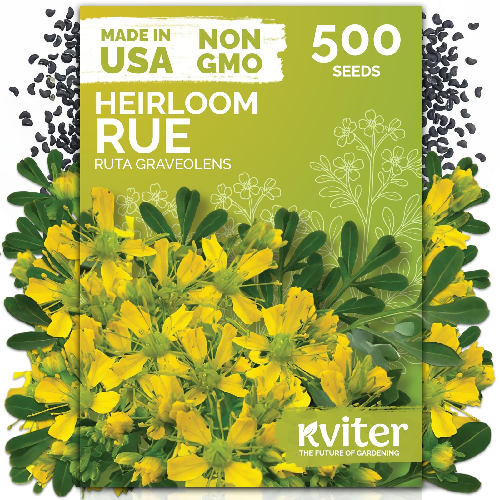 KVITER 500 Common Rue Seeds (Ruta Graveolens)