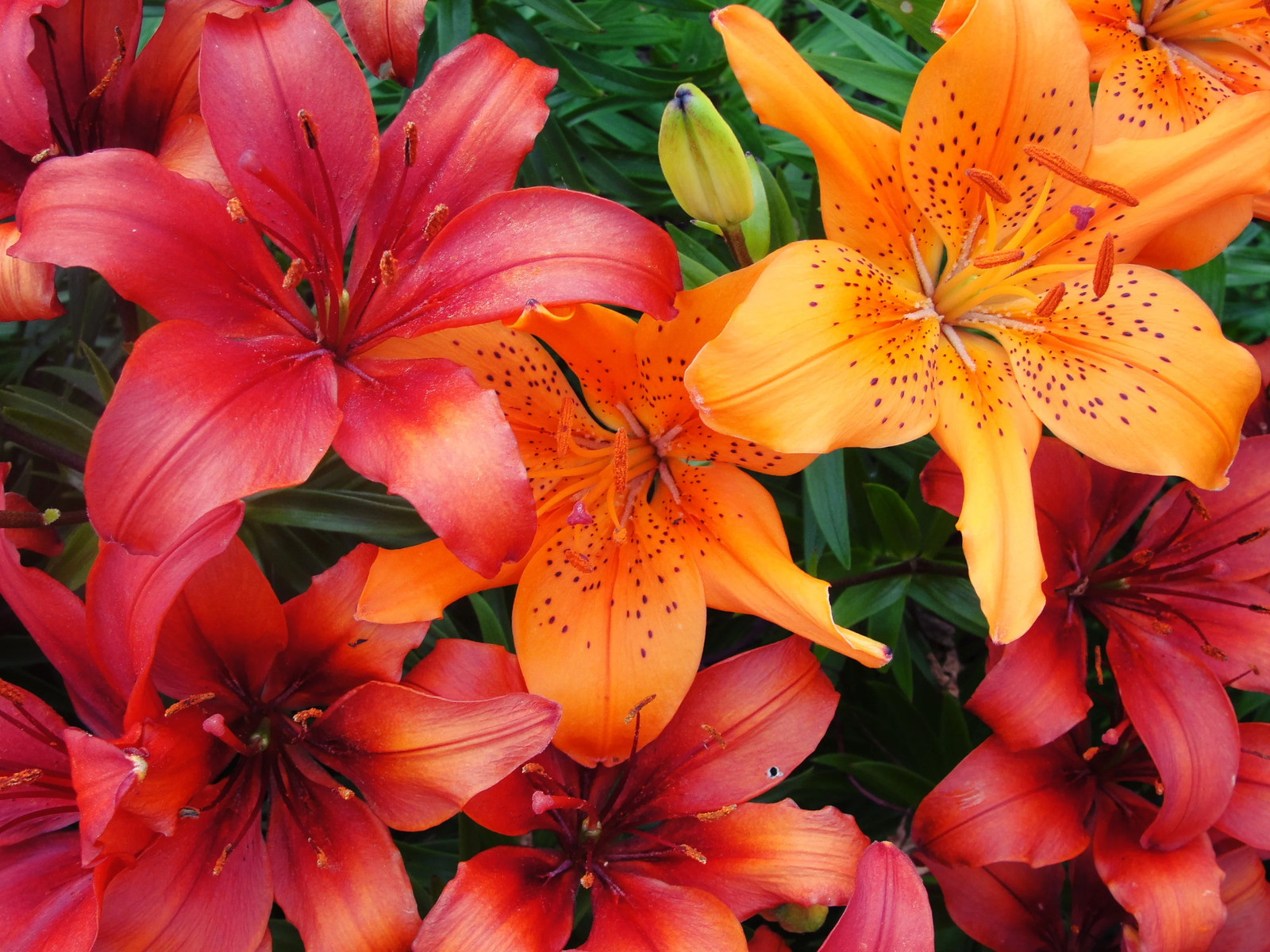 15 WESTERN HYBRIDS LILY Tiger Leopard Lemon Alpine Color Mix Lilium Flower Seeds