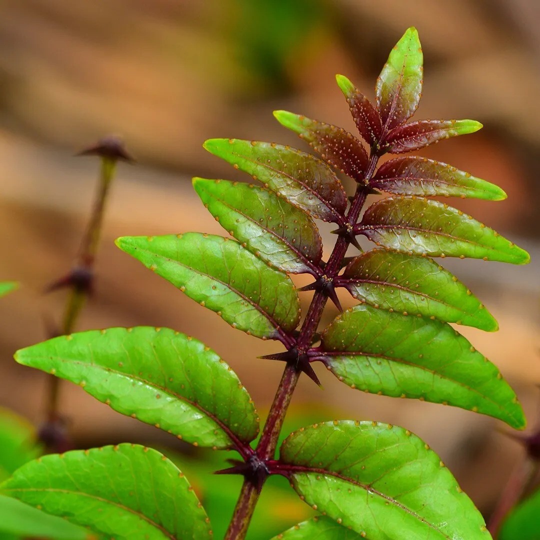 20 HERCULE’S CLUB TREE SEEDS (Zanthoxylum clava-herculis) Prickly Ash Fast Rare