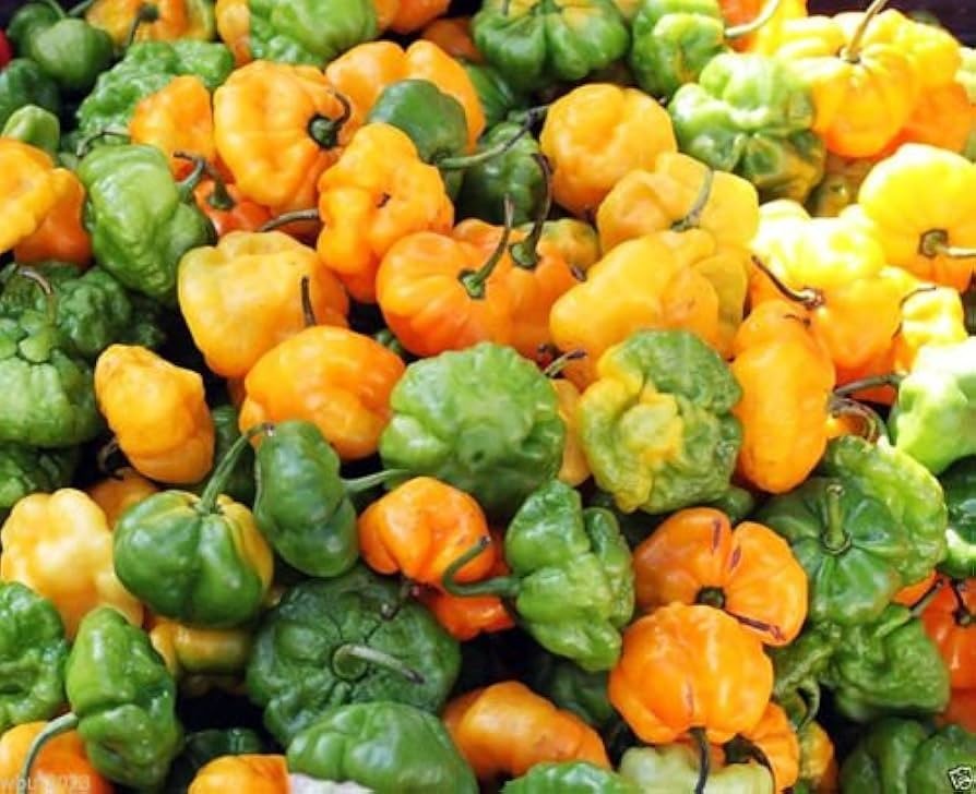 20 Fresh Premium Scotch Bonnet Jamaican Yellow | NON-GMO | Pepper Seeds-B 57