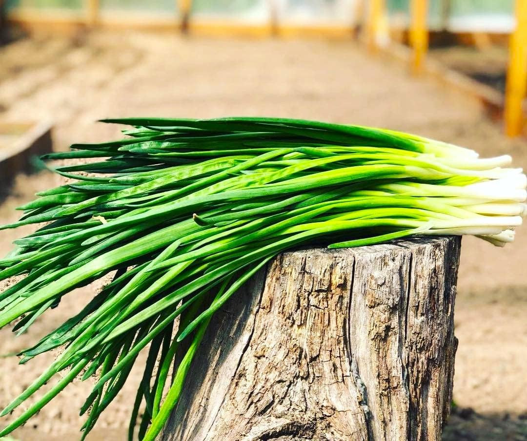 Bunching Green Onion Seeds Scallions about 300 Non-Gmo Seeds for Planting