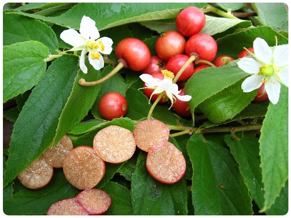 Jamaican Cherry aka Strawberry Tree Muntingia calabura ~ Rooted Starter Plant