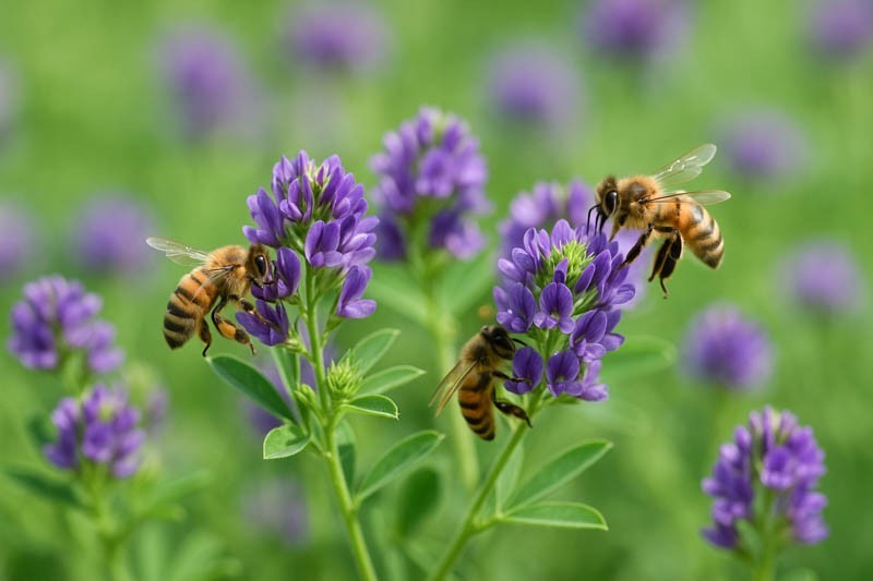Alfalfa Seeds (200) / Cover Crop / Non-GMO / Easy / Pollinators