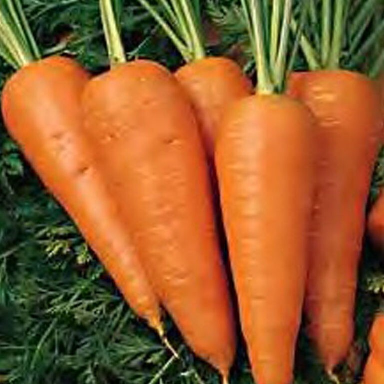 300+ Chantenay Red Core Carrot Seeds NON-GMO HEIRLOOM- Free Shipping #77