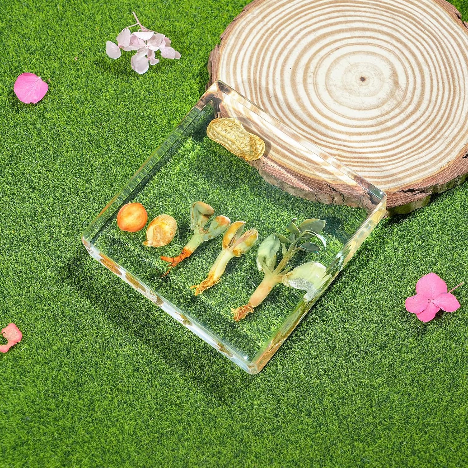 Peanut Life Cycle Kit, Peanut Specimen Real Plant Resin Encased Seeds Sprouts Po