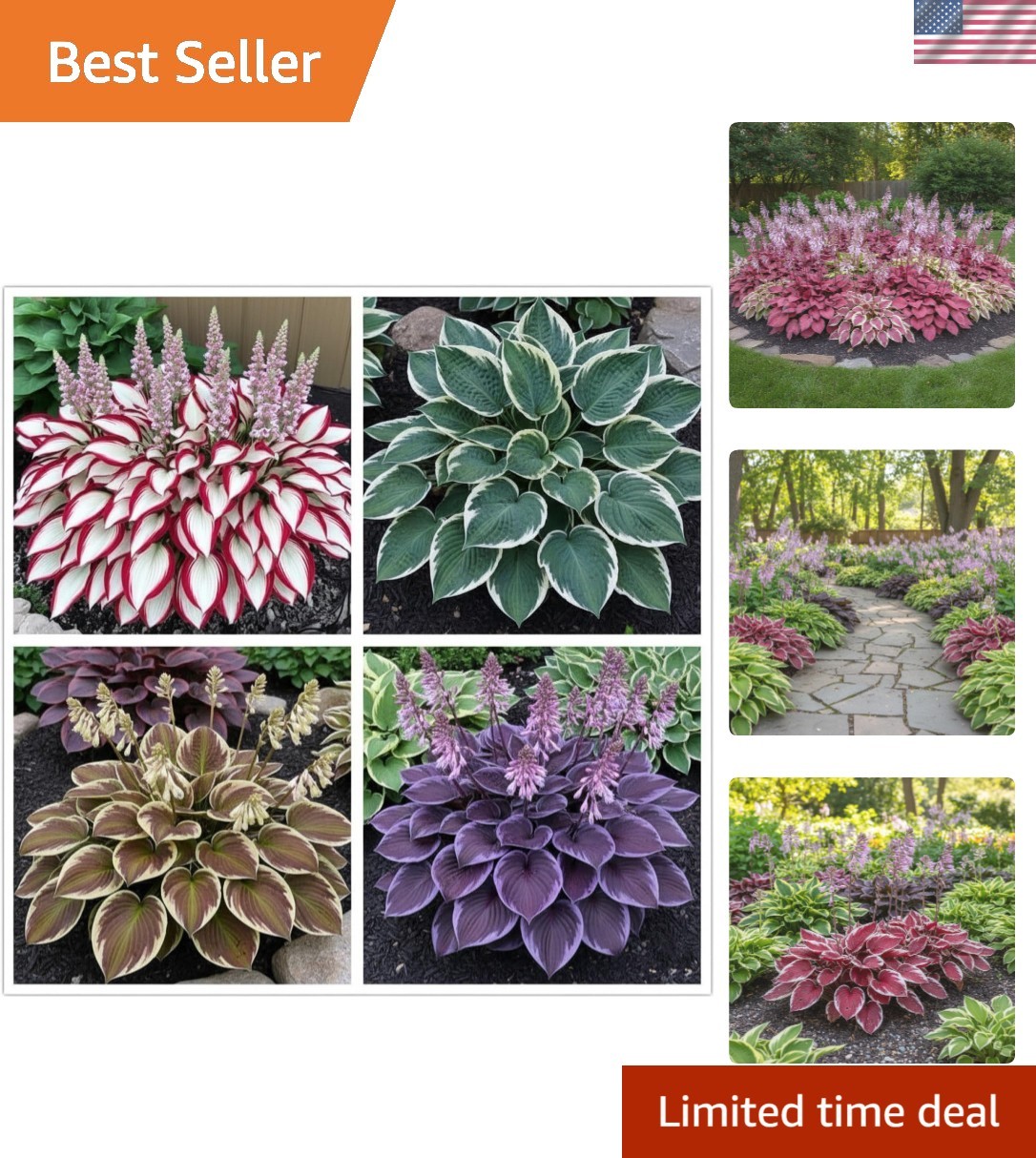 Bring Life to Your Shade Garden with 100+ Colorful Hosta Seeds – Low Maintenance