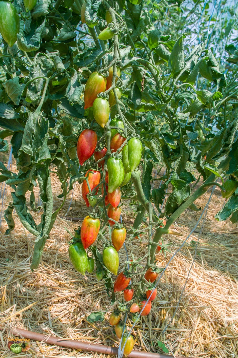 10 seeds Candy Sweet Icicle Tomato Large Cherry Rare Variety Indeterminate