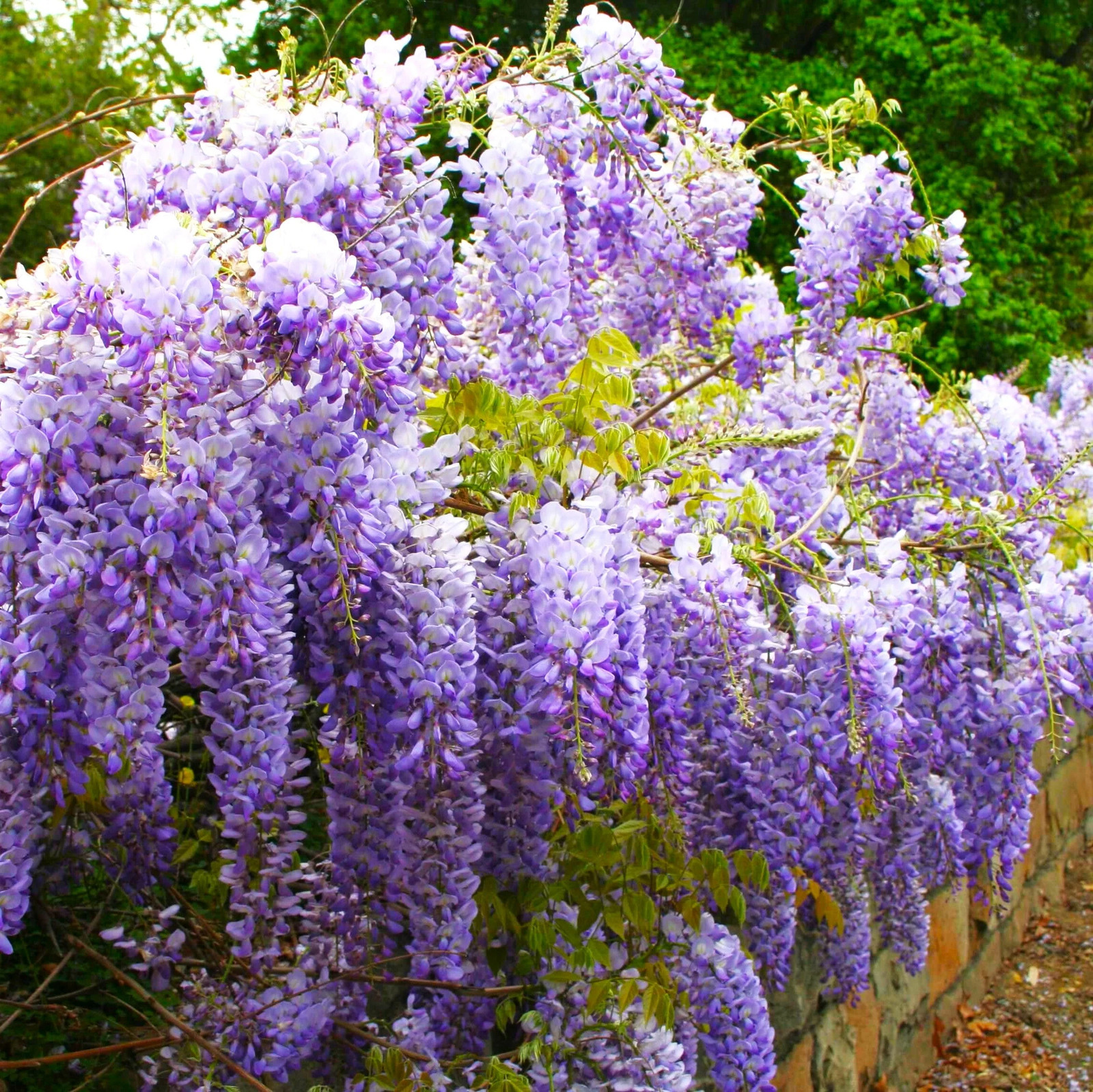 Blue Chinese Wisteria Seeds – For 2025 Planting Wisteria Sinensis Climber
