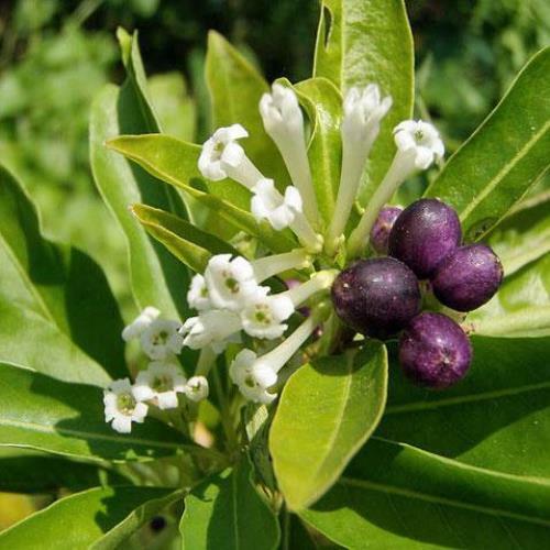 Cestrum diurnum | China Berry | White Chocolate Cestrum | 5 Seeds