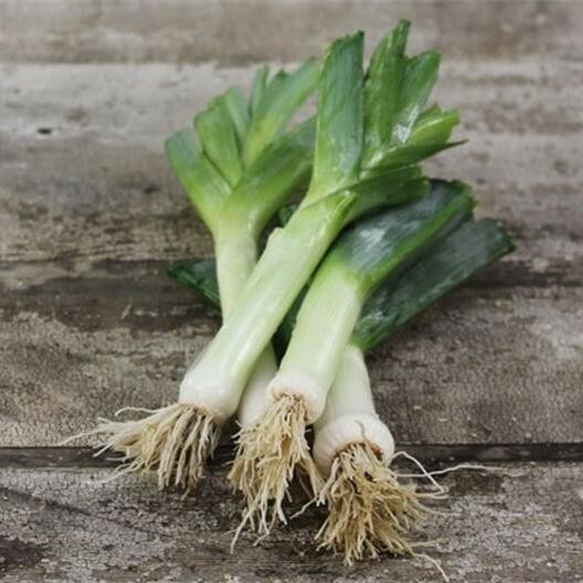 200 AMERICAN FLAG LEEK SEEDS ~ 2026 ~ heirloomseedguy ~ USA