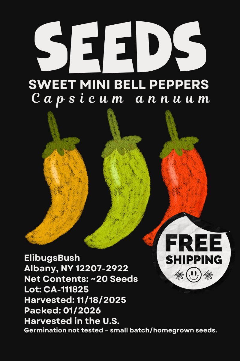 20+ Mini Sweet Bell Pepper Seeds for Planting FREE SHIPPING Capsicum annuum