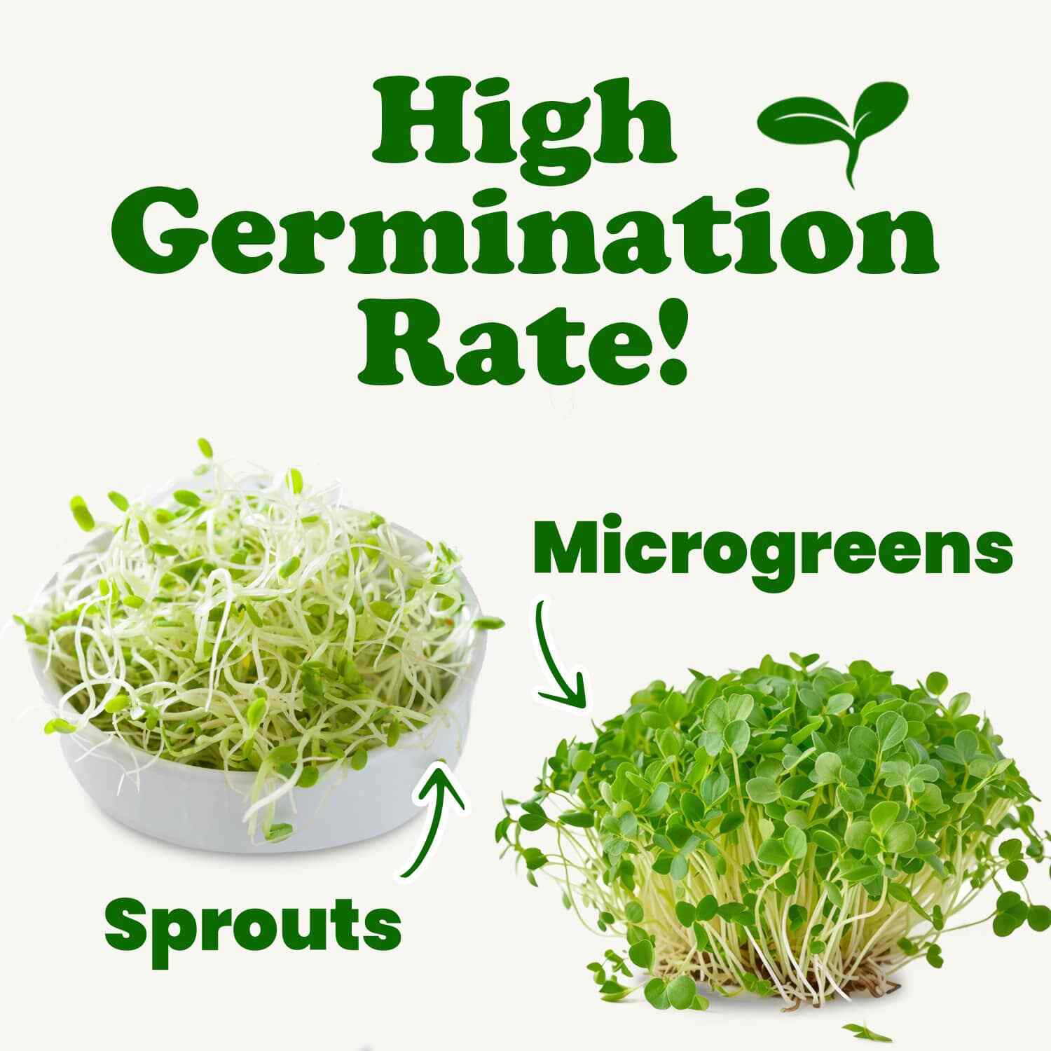 Clover Seeds for Sprouting — Kosher, Vegan — by Food to Live