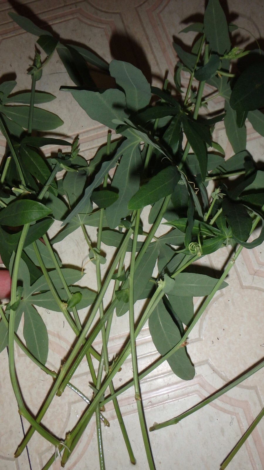 Passiflora Caerulea 15 cuttings, Blue Passion flower vine, 6-8 inches long each