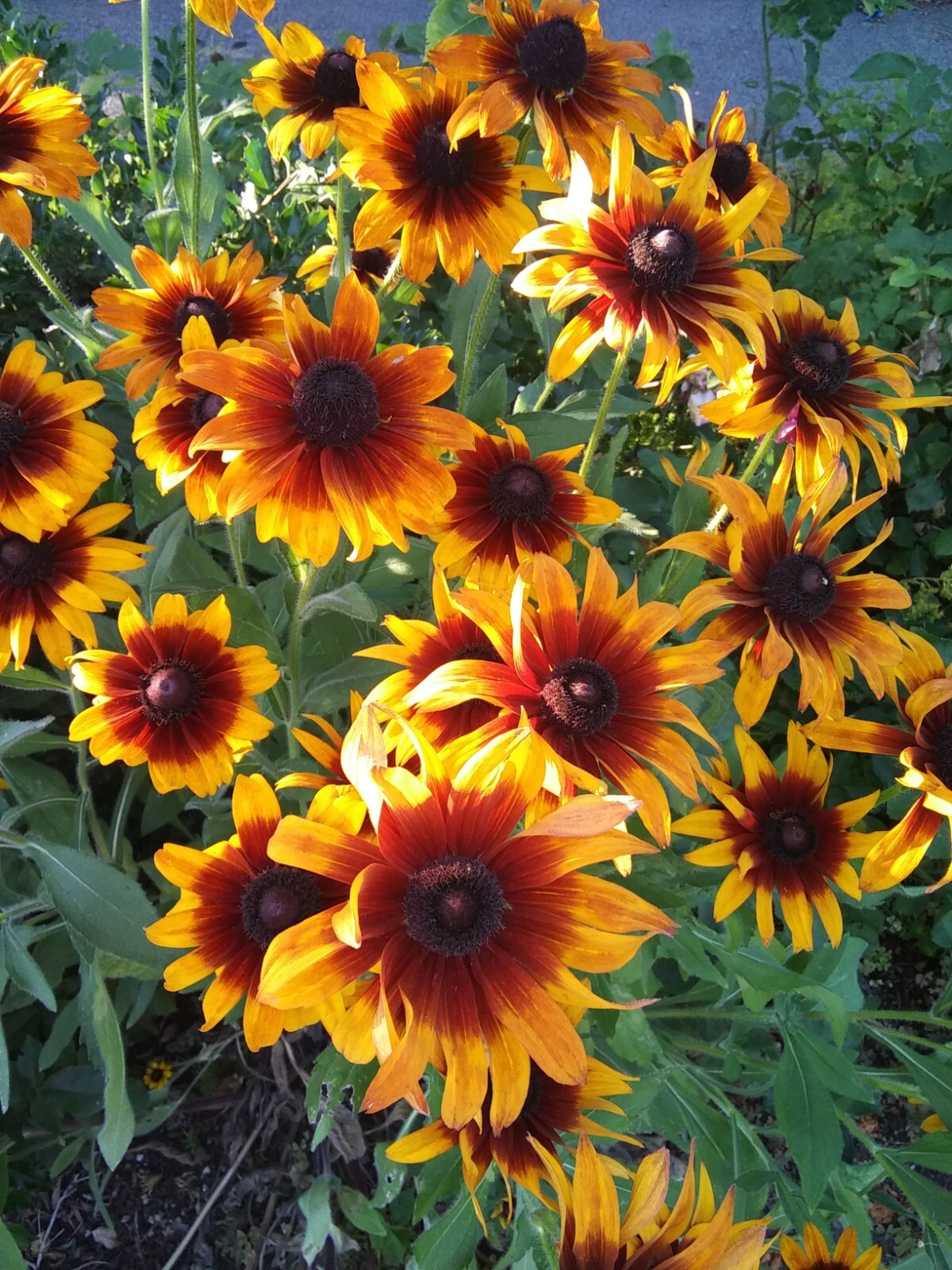 Echibeckia “Summerina” Echinacea x Rudbeckia Cross Seed